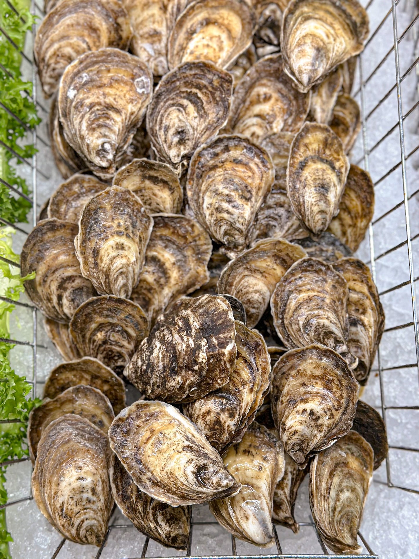 Oysters East Coast - Dozen