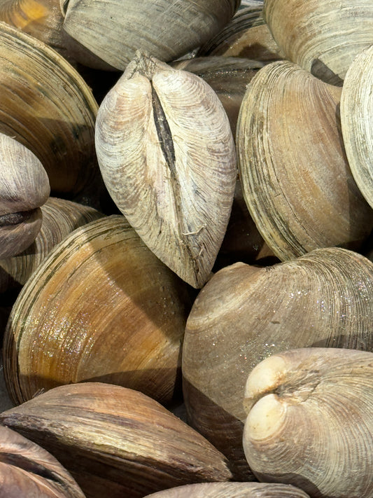 Littleneck Clams By the Dozen