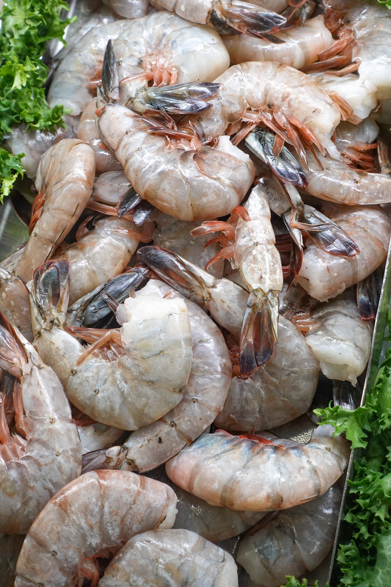 Jumbo Shrimp [Pre-Order]